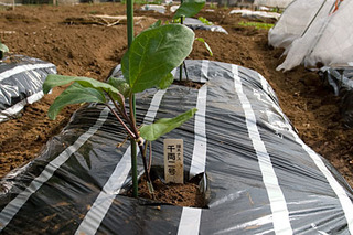 20080423nae3.jpg