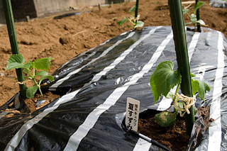 20080423nae4.jpg