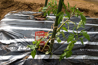20080423nae5.jpg