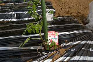 20080423nae6.jpg