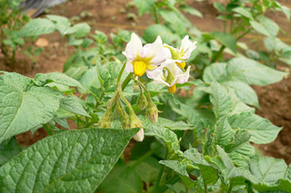 20080618farm1.jpg