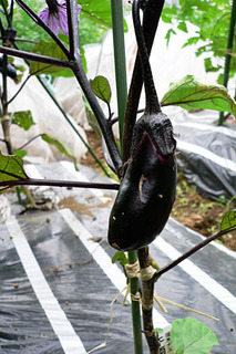 20080618farm2.jpg