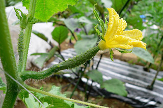 20080618farm3.jpg