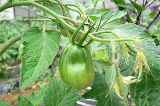 20080618farm4.jpg
