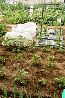 20080618farm5.jpg