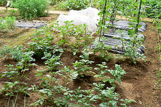 20080618farm6.jpg