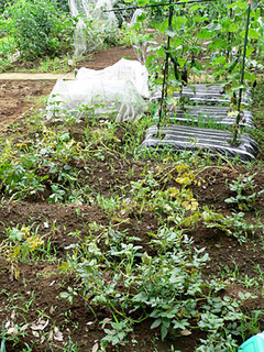 20080709farm1.jpg