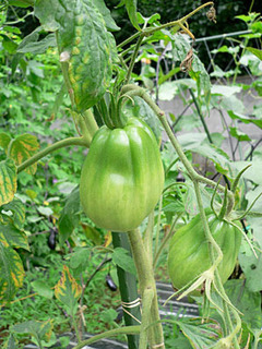 20080709farm2.jpg