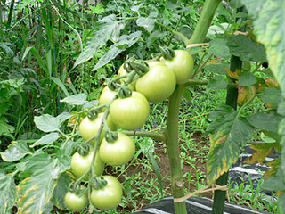 20080709farm3.jpg