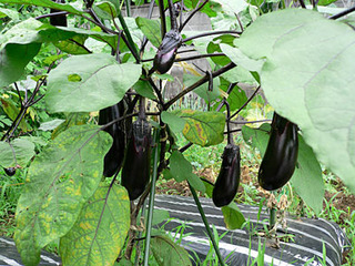 20080709farm4.jpg