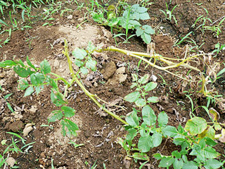 20080716farm1.jpg