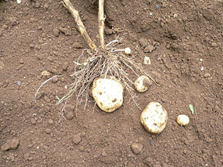 20080716farm2.jpg