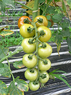 20080716farm3.jpg