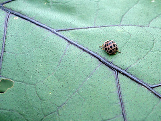 20080716farm4.jpg