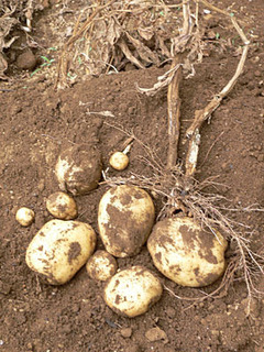 20080727farm1.jpg
