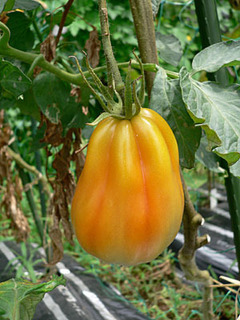 20080727farm3.jpg