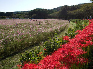 20080923p05.jpg