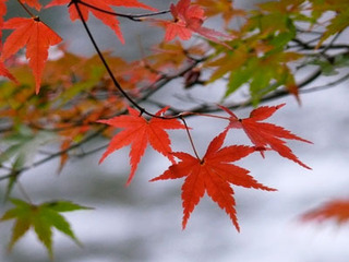 20081118mitake3.jpg