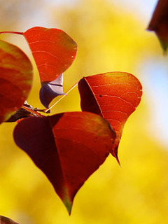 20081130s03.jpg