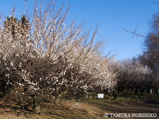20090208ume1.jpg