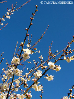 20090208ume2.jpg
