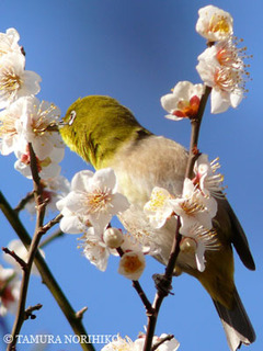 20090208ume3.jpg