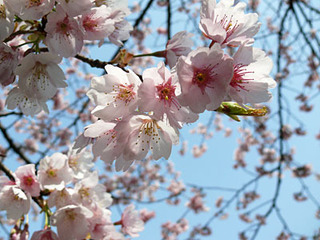 20090318p1.jpg