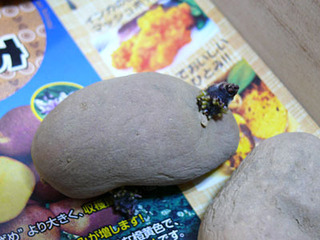 20090319f1.jpg