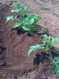 20090426f4.jpg