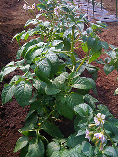 20090514f3.jpg